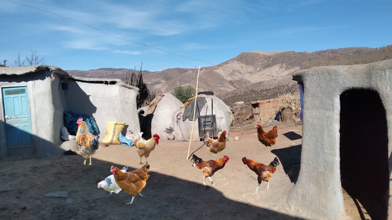 الاجواء القروية وتربية دجاج البلدي والقطط في جبال الريف #الحسيمة #village_life