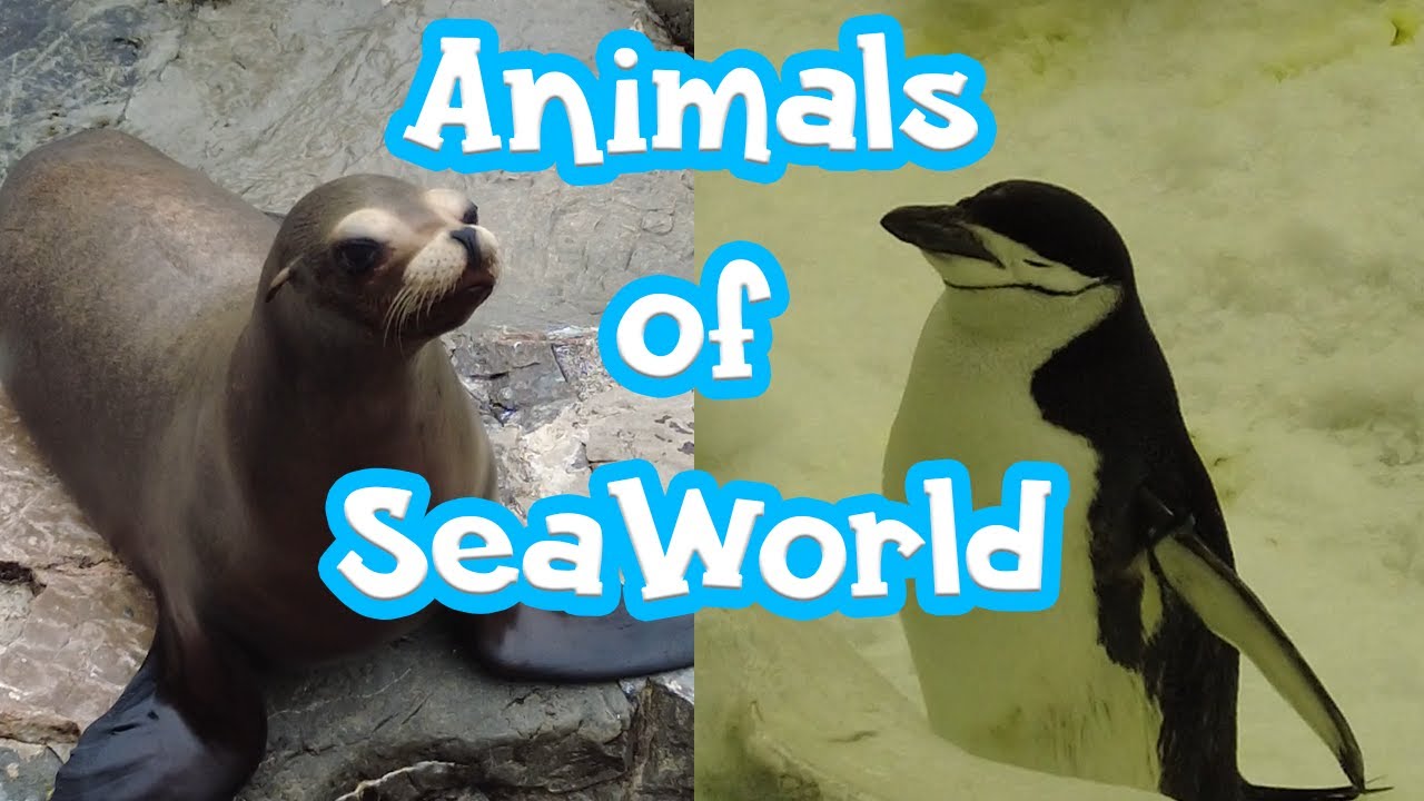 Animals of SeaWorld Orlando 2022 Featuring Dolphins, Penguins, Turtles and More