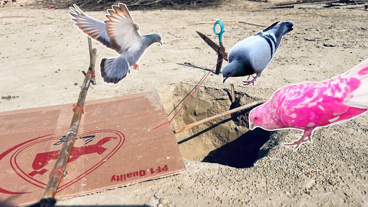 Hole Birds Trap Unique Ideas | How To Mek Pigeon Trap And Birds Trap | @qbtraps 