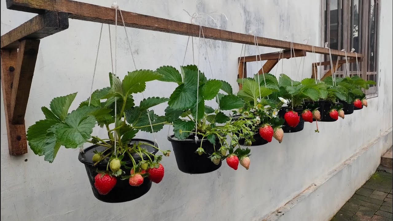 cara menanam strawberry dari benih sampai panen || how to grow strawberries from seed to harvest