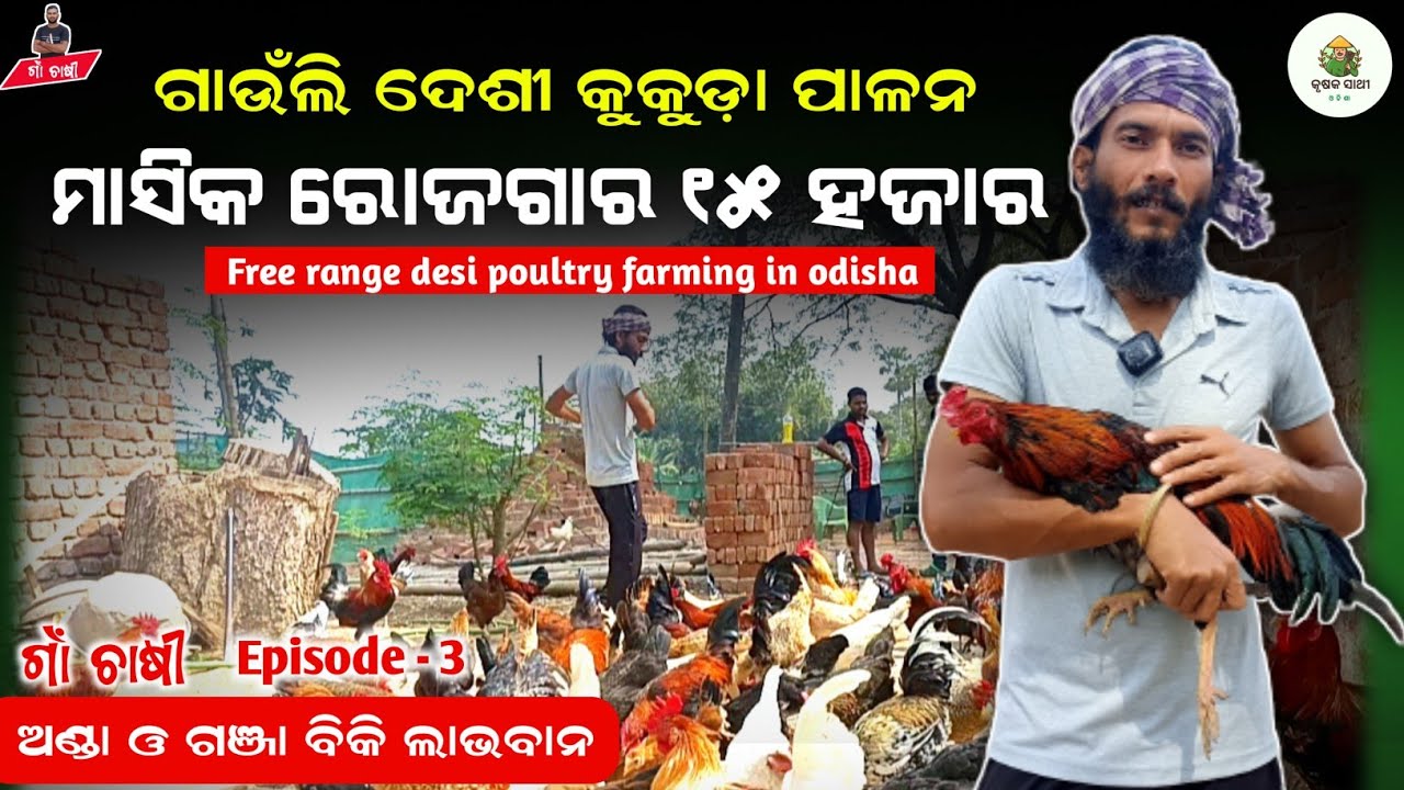 Desi kukuda farming in odisha[ଗାଉଁଲି ଦେଶୀ କୁକୁଡ଼ା ପାଳନ] desi kukuda chasa odia|desi kukuda farm