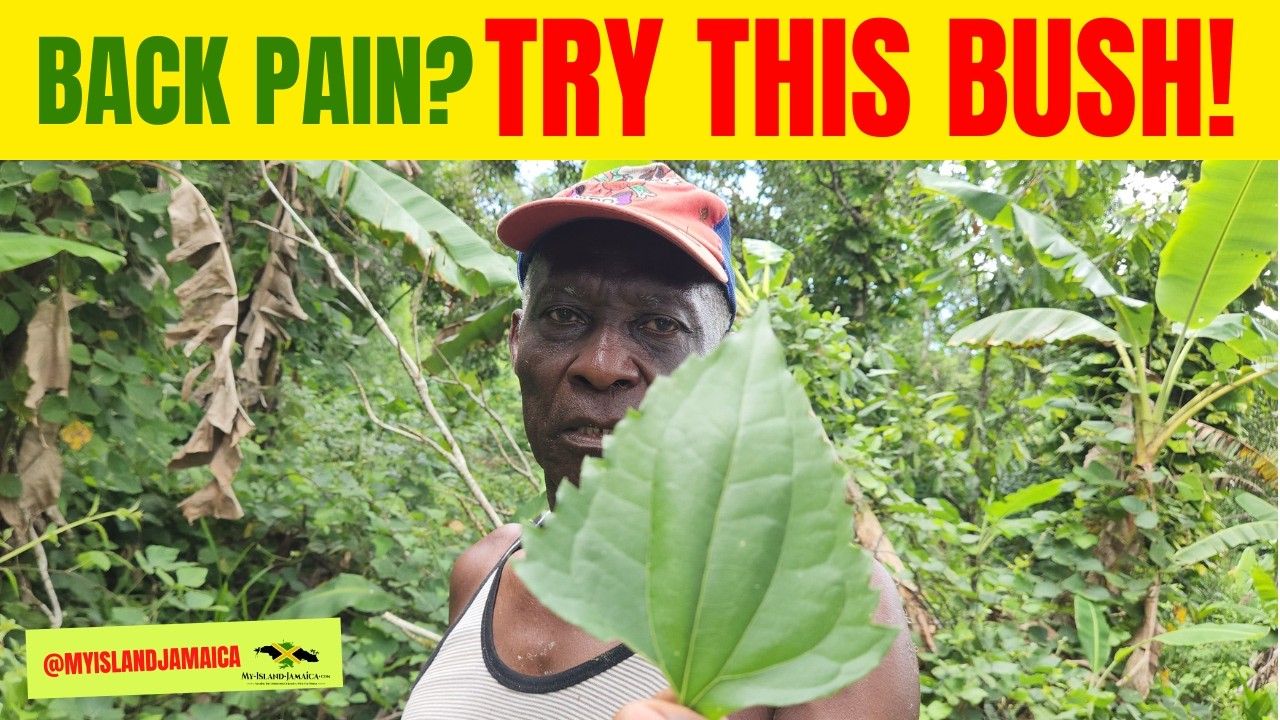 💪The Forgotten But Powerful - Jackanna Bush! 🇯🇲