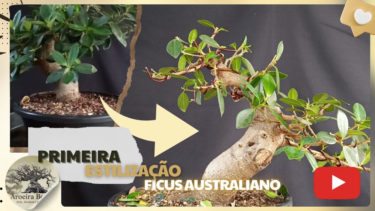 Primeiro direcionamento - pré Bonsai de Ficus Green Island.
