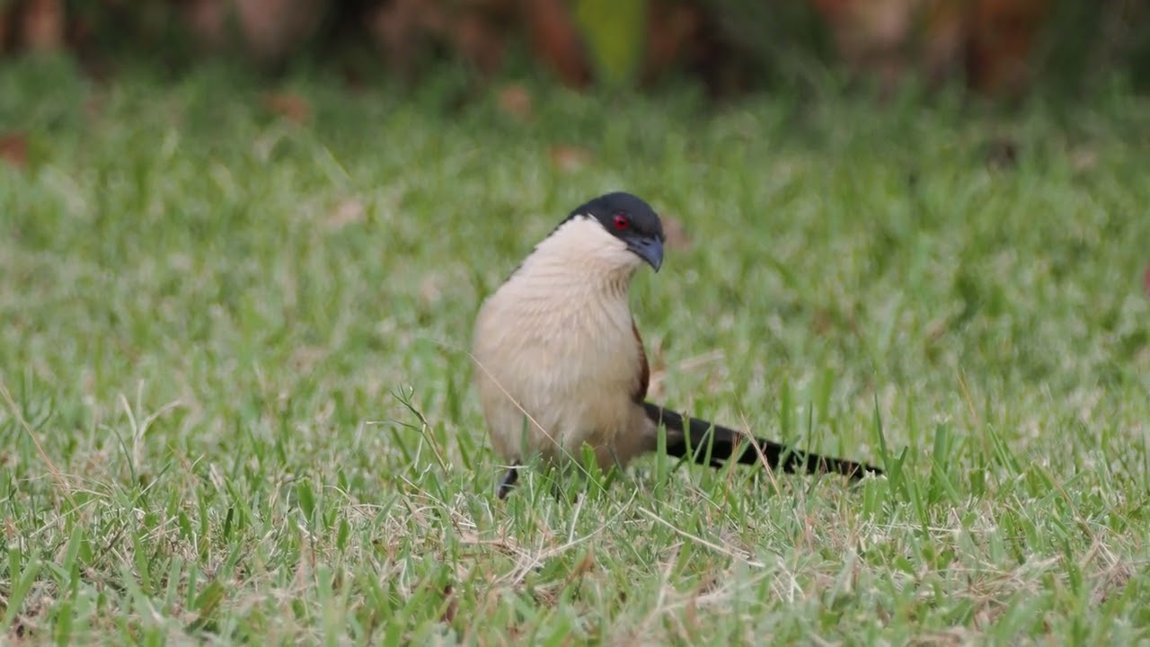 Kukal senegalski (Centropus senegalensis)