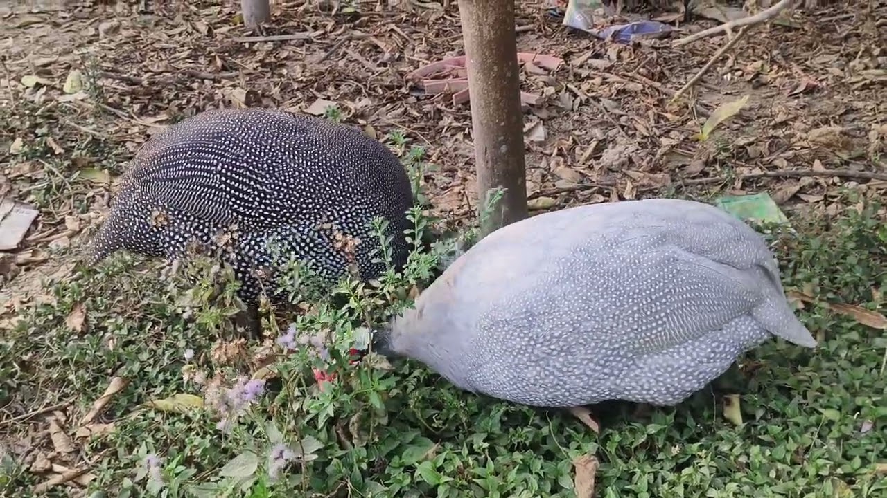 Guinea Fowl Bird Assam❤️❤️❤️