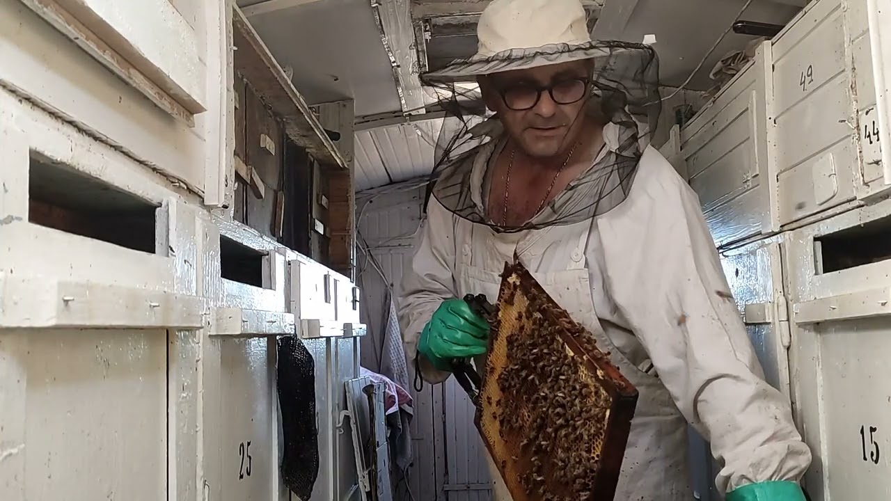 141.Câtă miere am stors și câtă am lasat la stupi  floarea 2022