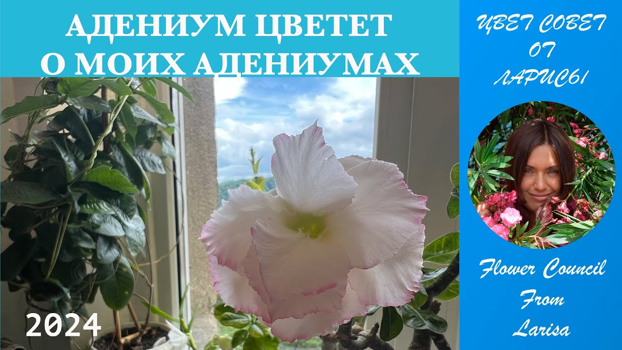 АДЕНИУМ ЦВЕТЕТ | НЕМНОГО О МОИХ АДЕНИУМАХ