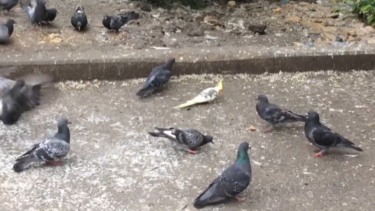 Попугай живёт среди голубей во дворе. Real video