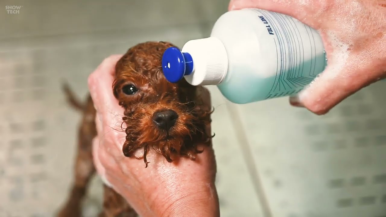 Mixing & Dispensing Bottle: Perfect Shampoo Dilution Made Easy!