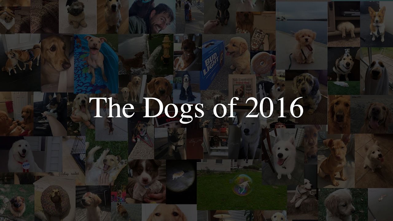 The Dogs of 2016