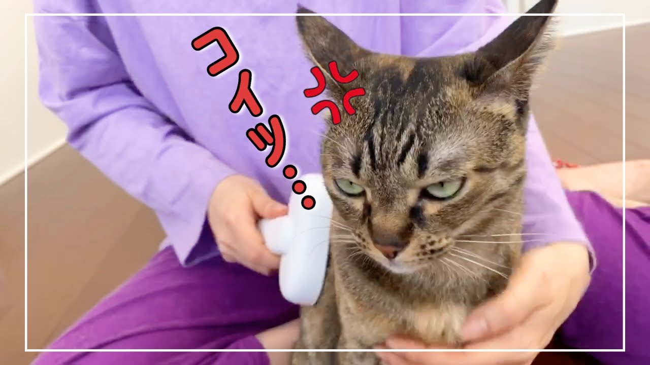 キジトラ猫が爪切りとブラッシングで文句を言い倒した上とんでもない行動に…笑【4K猫動画】