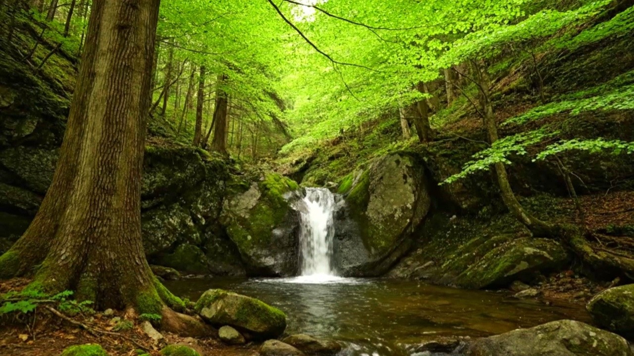PEACEFUL RIVER WATER SOUNDS FOR DEEP SLEEP, STUDY, RELAXATION AND INSOMNIA RECOVERY NIGHT