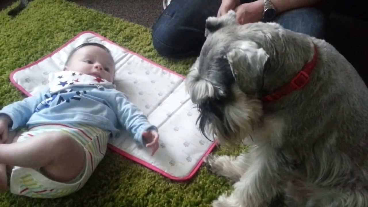 Wilbur the miniature schnauzer meeting baby jake