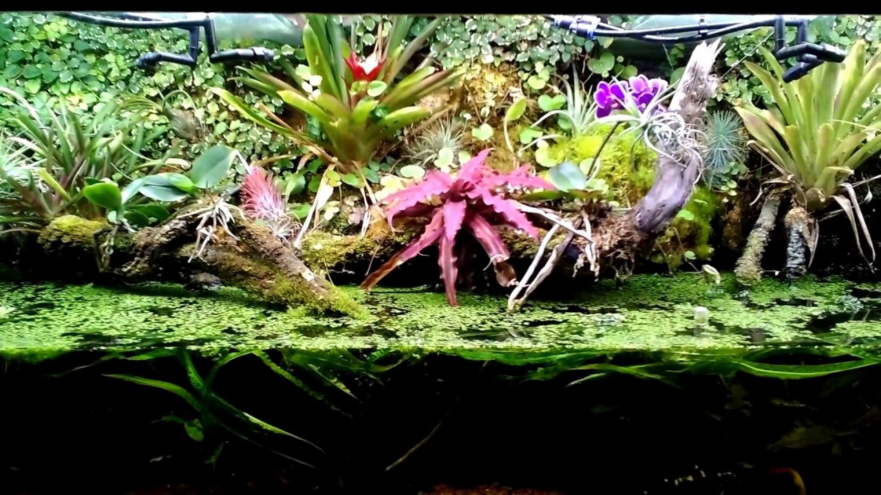 Mon paludarium 150x50x50