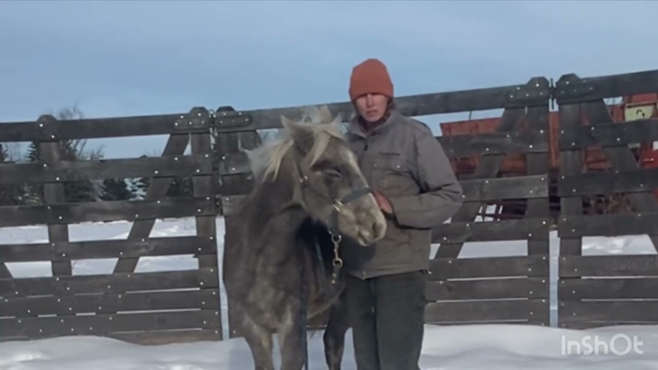 Hi! I'm R2 Daizy If You Do- a Rocky filly and Here's R Squared Ranch’s foal training expectations