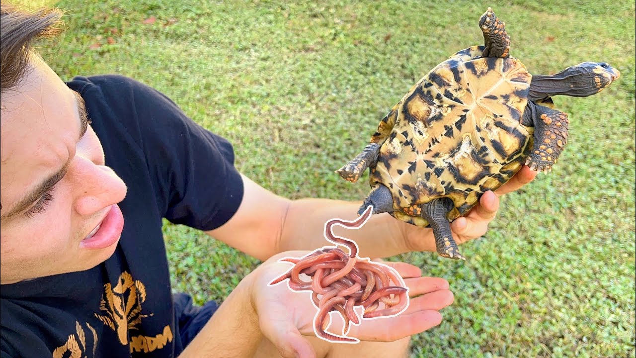 DEADLY PARASITES FOUND INSIDE MY TORTOISES ! WHAT NOW ?!