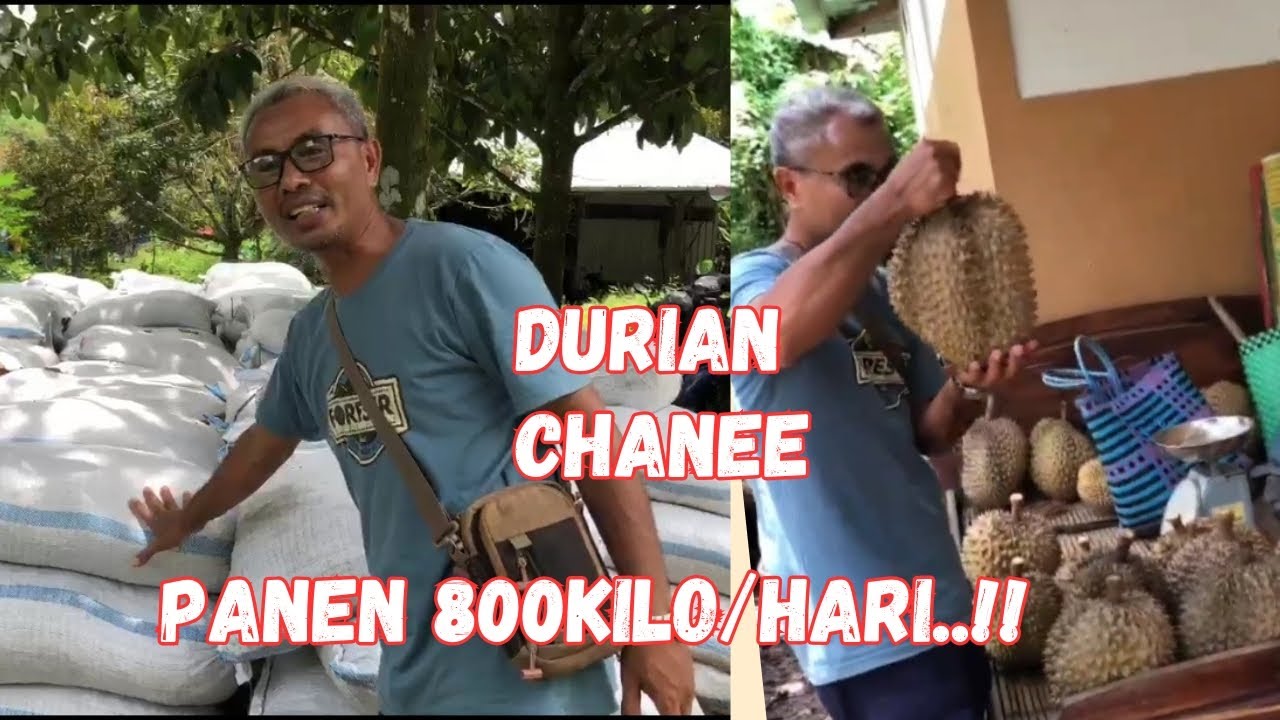 LUARBIASA DI KEBUN INI MAMPU PANEN SAMPAI 800KILO/HARI..!!