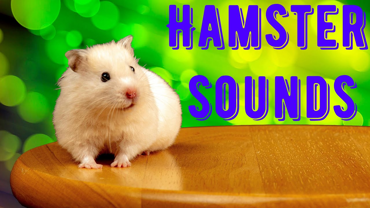 Hamster Sounds