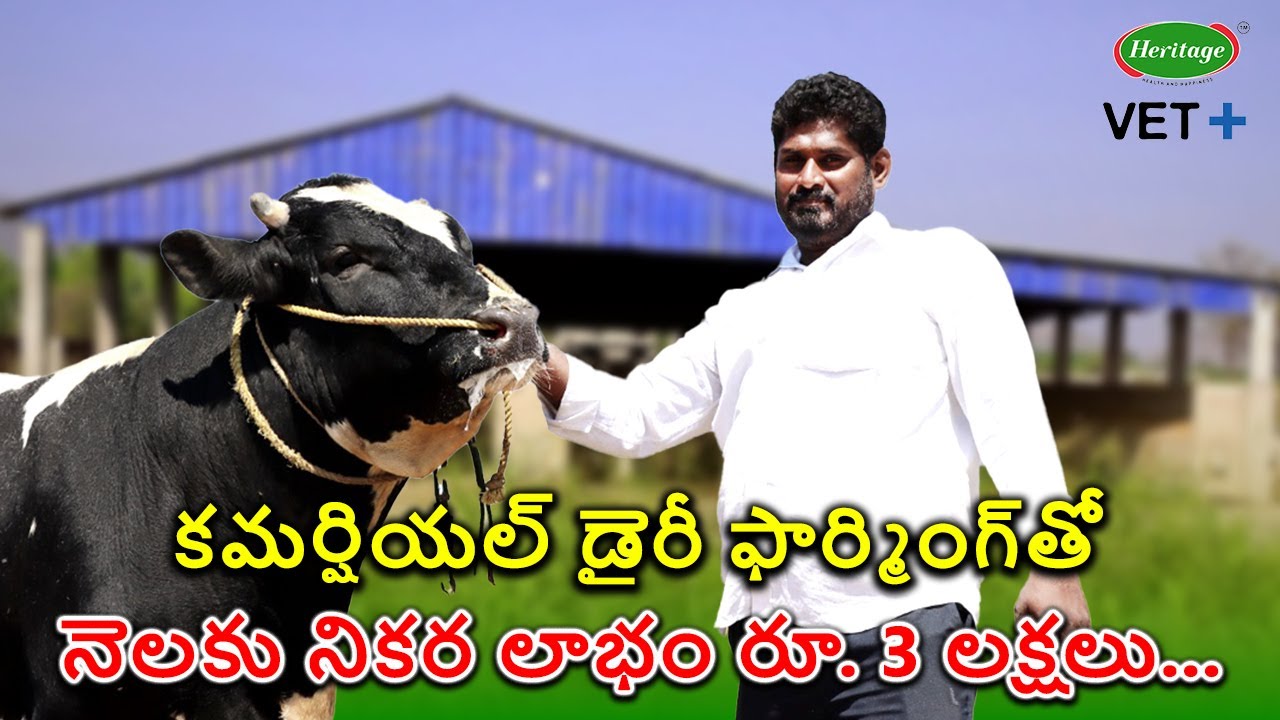 Success Story of a Heritage Dairy Farmer with Commercial Dairy Farming | Heritage VET +