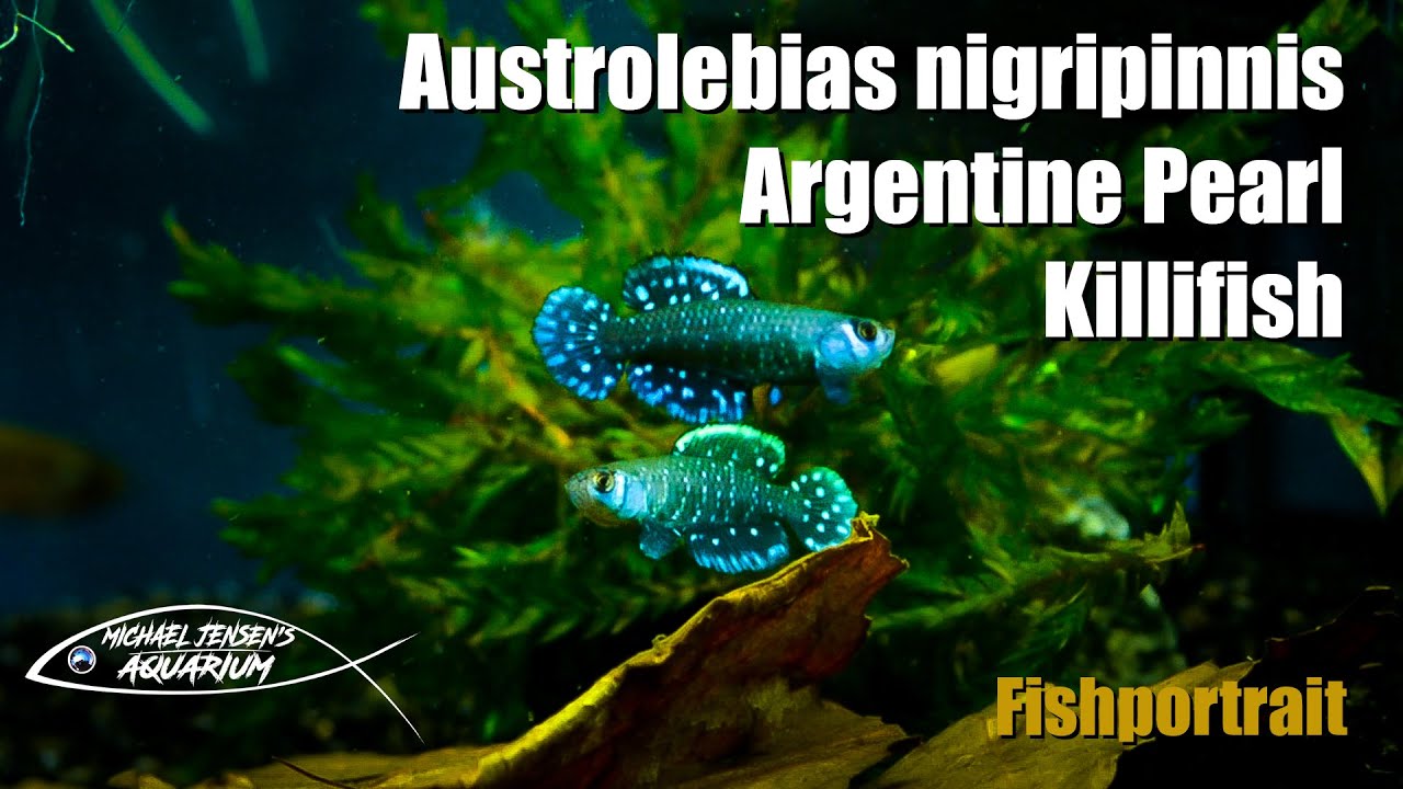 Argolebias nigripinnis - Argentine Pearl Killifish
