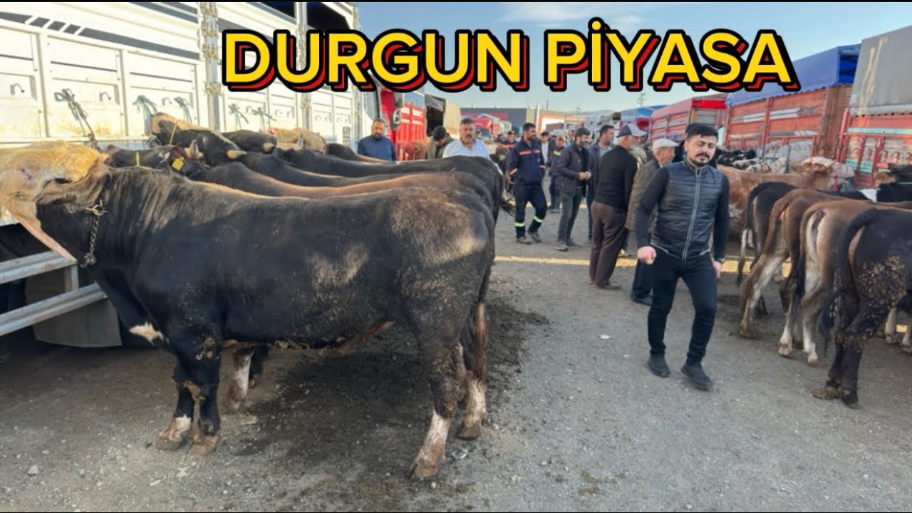 KIRIKKALE HAYVAN PAZARI KURBANLIK FİYATLARI GÜNCEL 06 MAYIS