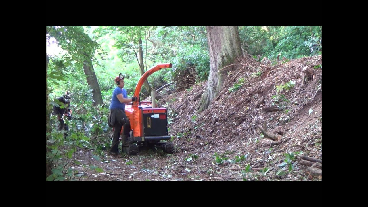 Markinch Hill Rhododendron Clearance