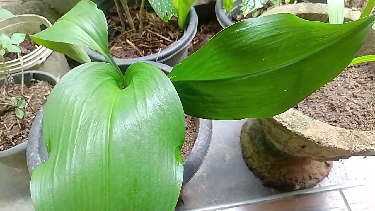 තවත් එක ලස්සන දවසක් 🥰🥰