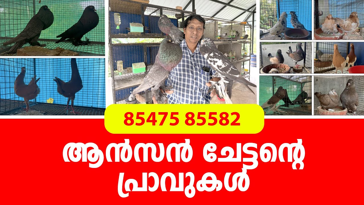 ആൻസൻ ചേട്ടൻ്റെ പ്രാവുകൾ