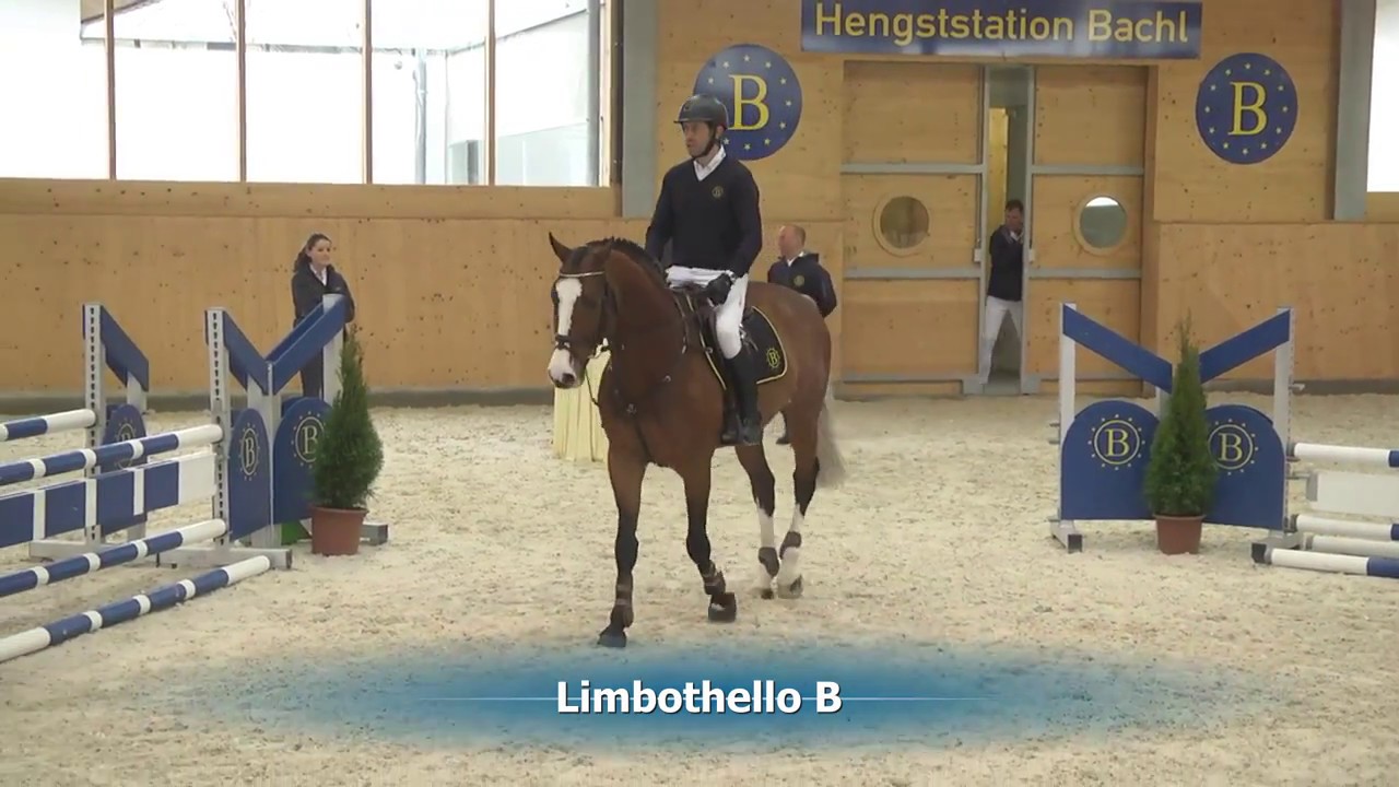 Limbothello B v. Limbus-Cassini II - Hengstschau 2017