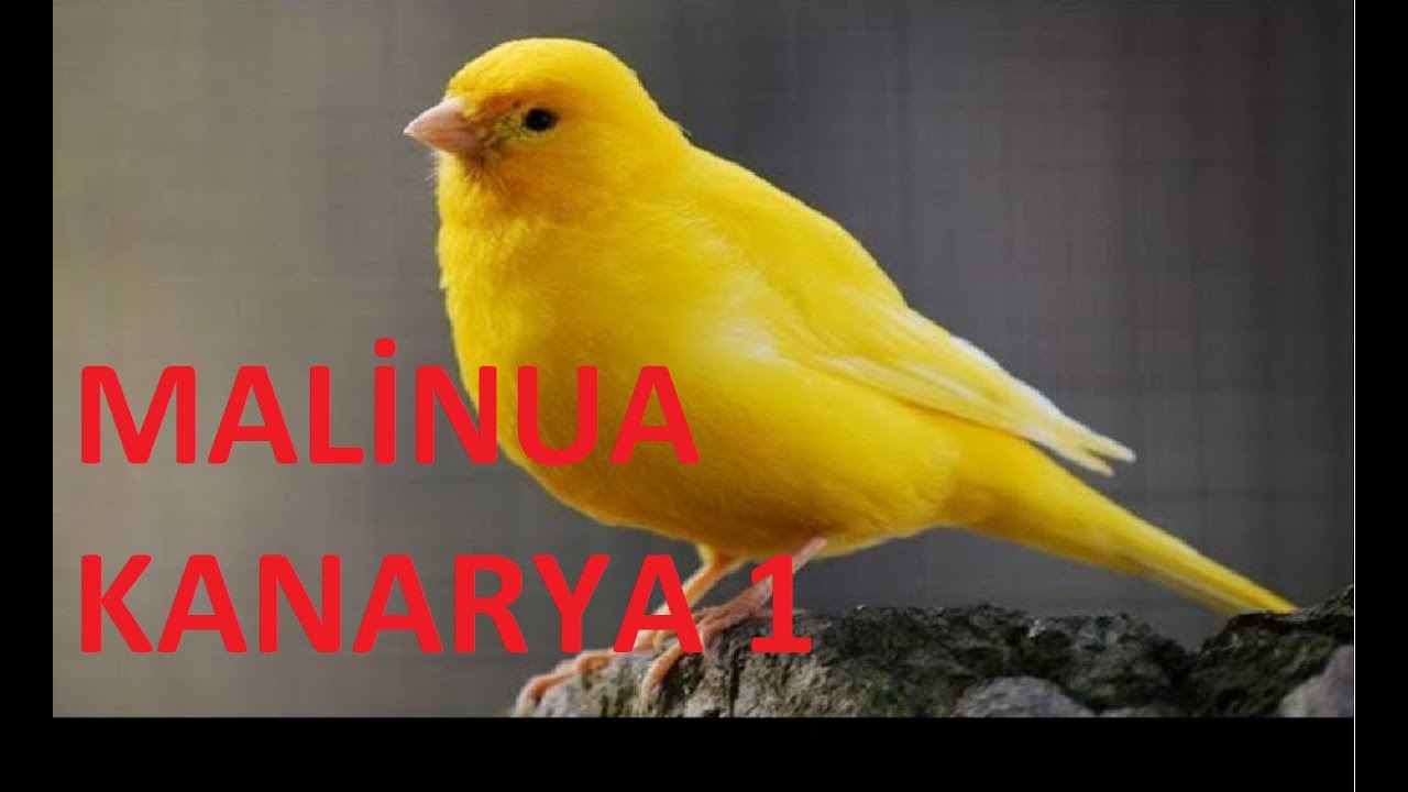 Kanarya Bakımı Malinua Kanarya Bakımı Nasıl Yapılır(Nasıl Bir Kuştur,Ötüm ve Üretim Bölüm 1)