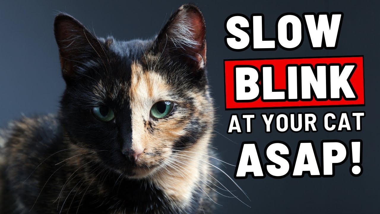 If You Blink Slowly at Your Cat, THIS Will Happen