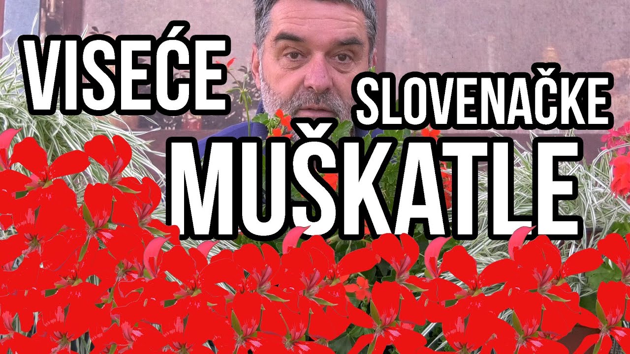 Viseće muškatle