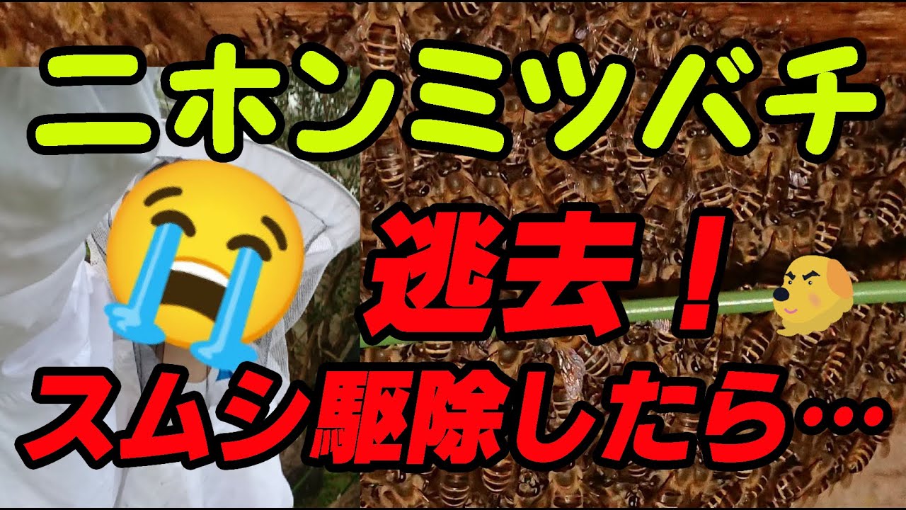 【二ホンミツバチ】逃去！スムシ駆除したら・・
