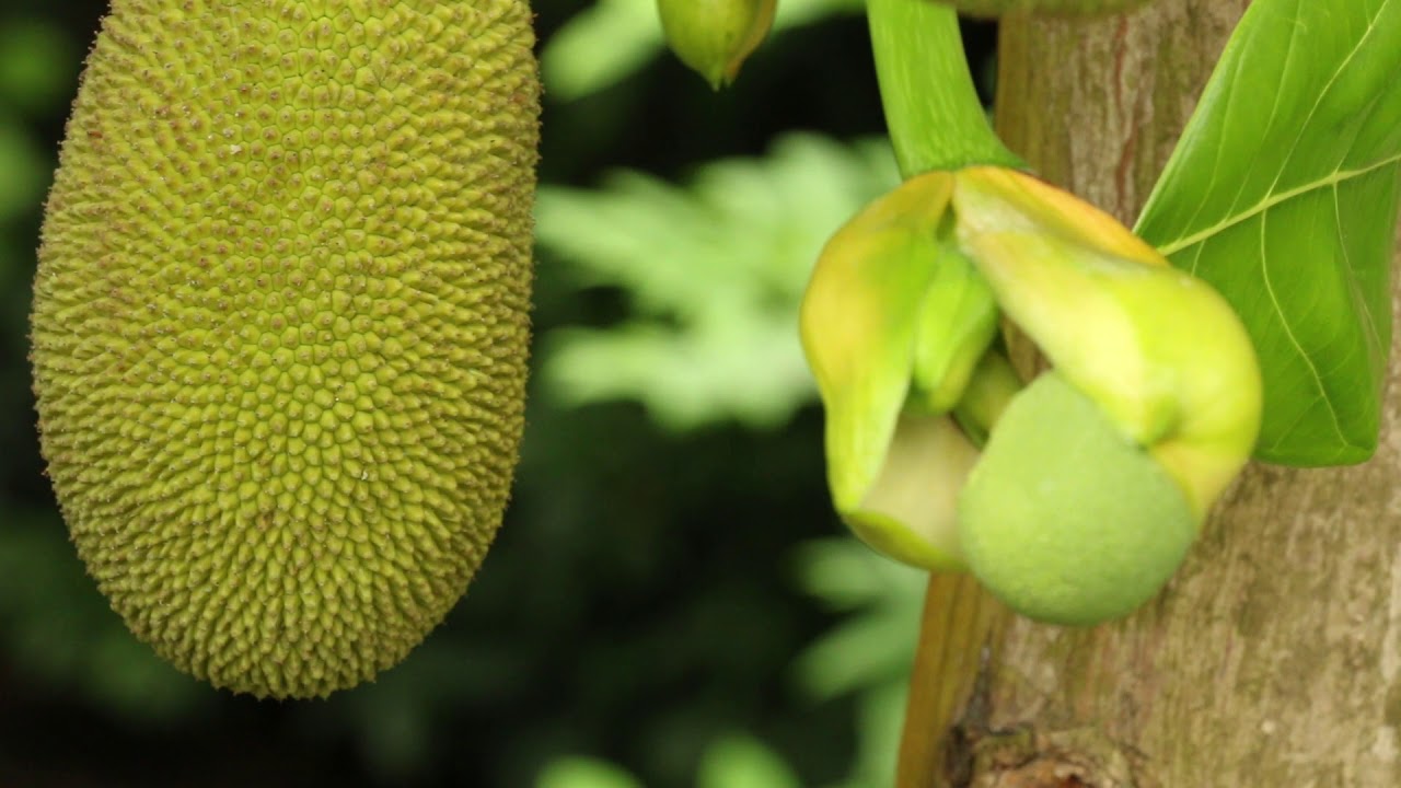 Plant Profile: The Jackfruit