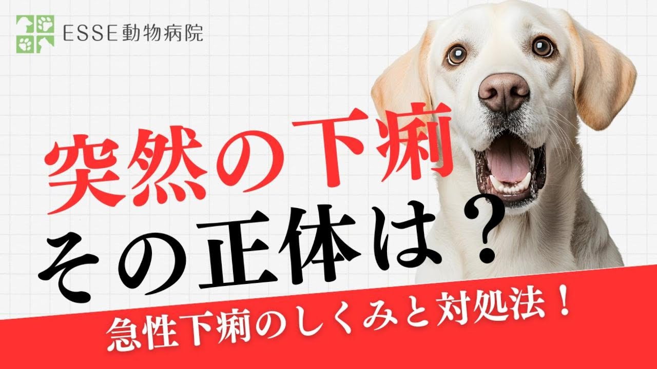 突然の下痢、その正体は？急性下痢のしくみと対処法