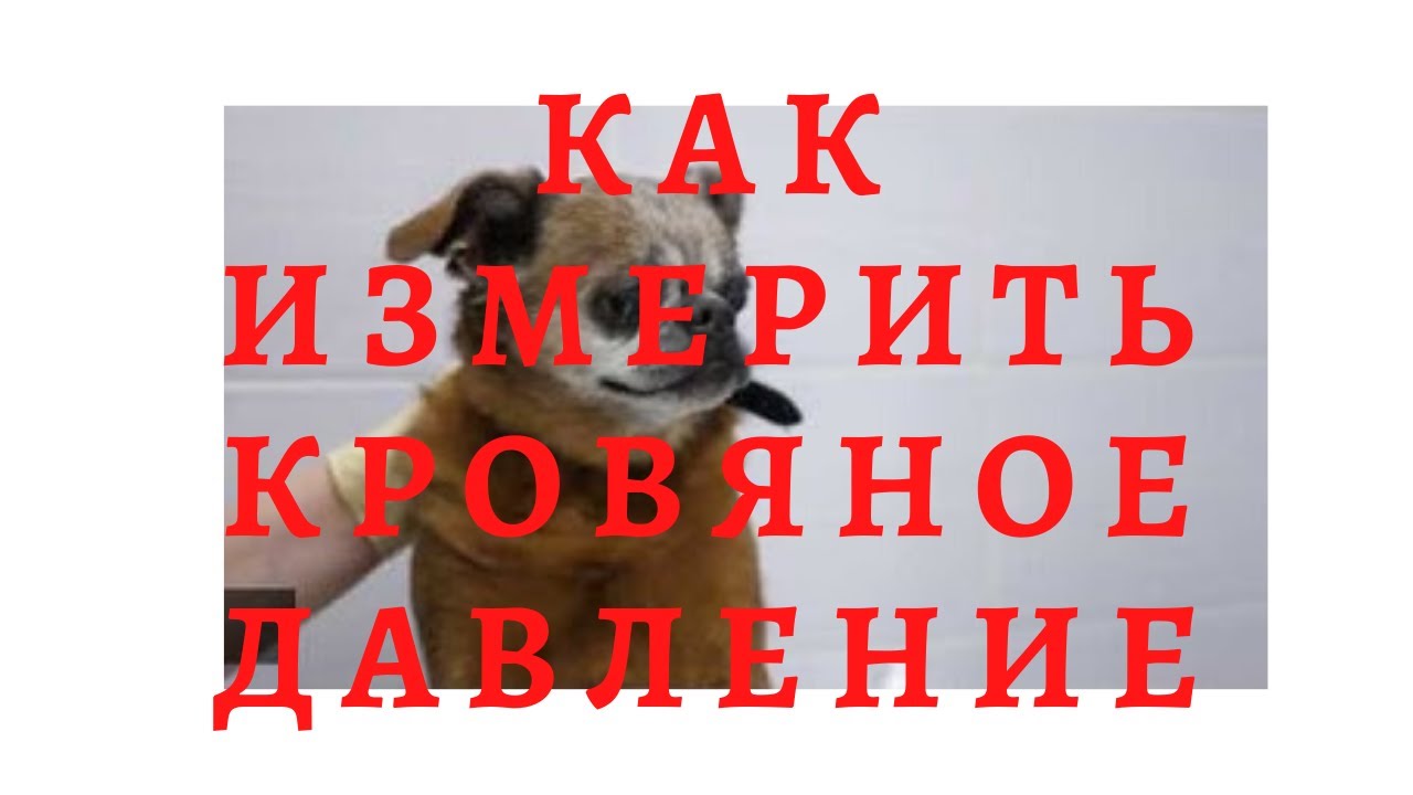 Как измерить кровяное давление у кошки или собаки