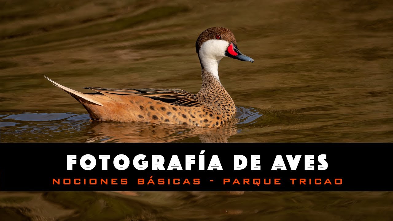 Capítulo 12: Fotografía de Aves - Parque Tricao