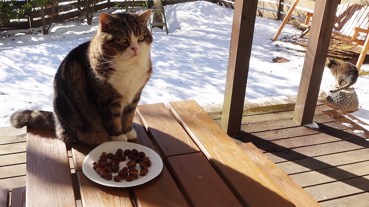 ふわふわクッションに勝るねこ。-Maru's fluffier than a cushion.-