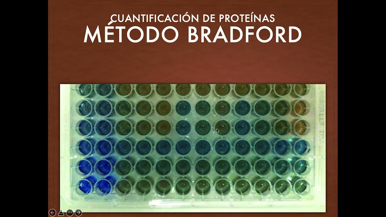Cuantificación de proteína por el método Bradfordc