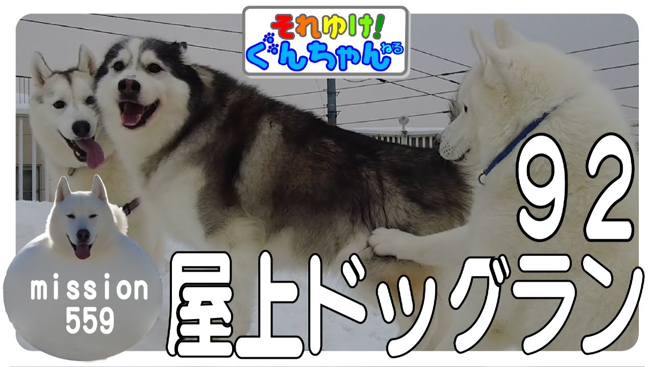 ぐんちゃんの屋上ラン92