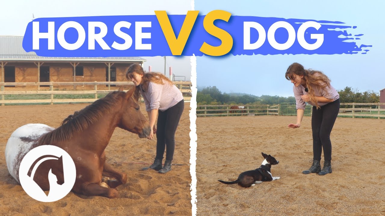 HORSE VS. DOG CHALLENGE *cute and funny 😍