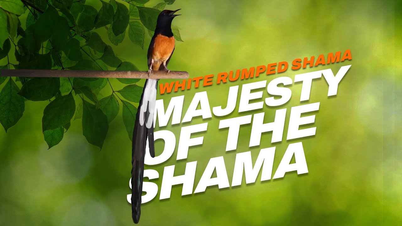 THE MAJESTY OF WHITE RUMPED SHAMA | Murai Batu | Kucica Hutan