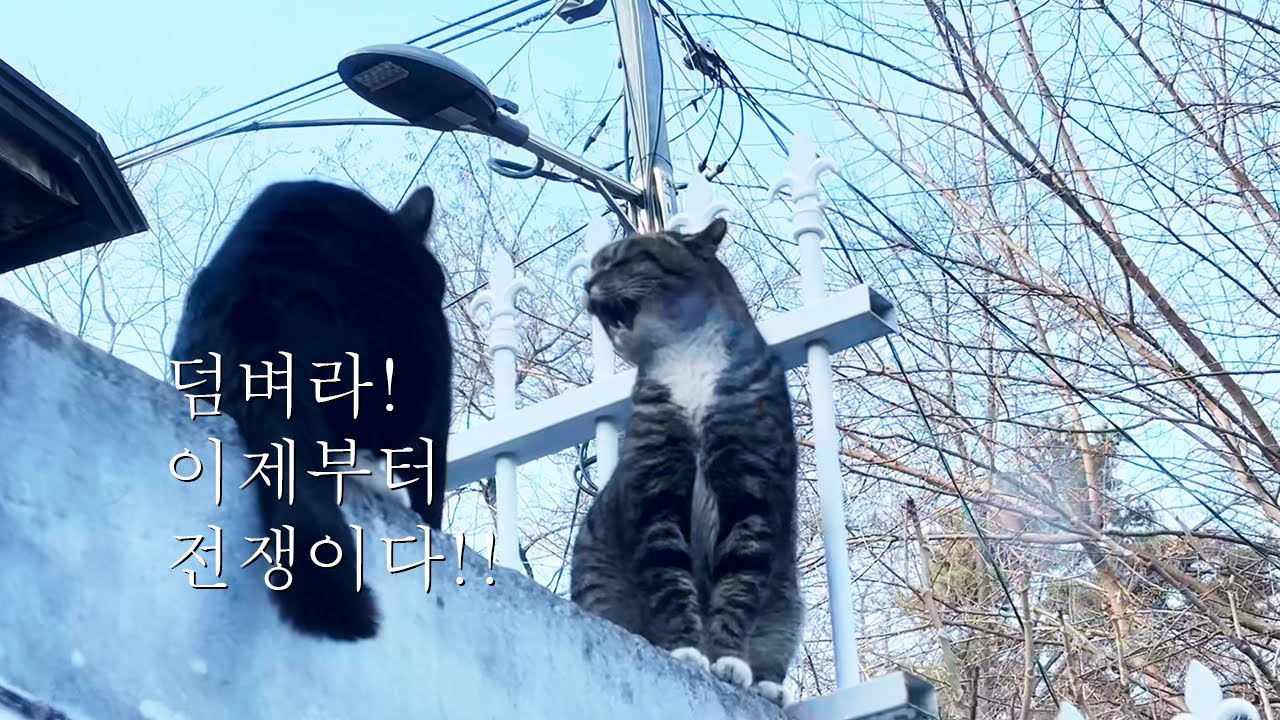 길냥이 미자와 아버지의 전쟁!! 산다는 건 전쟁이다!