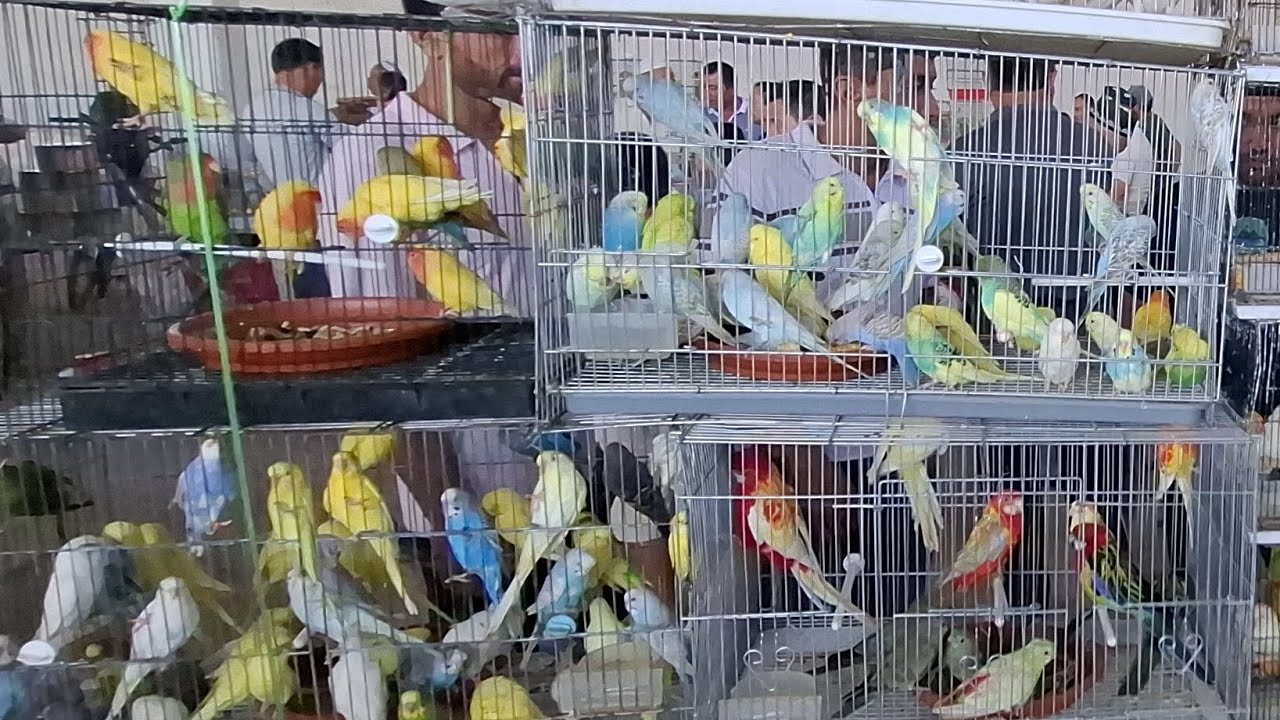 Namangan RMK qush bozori popugay bozori