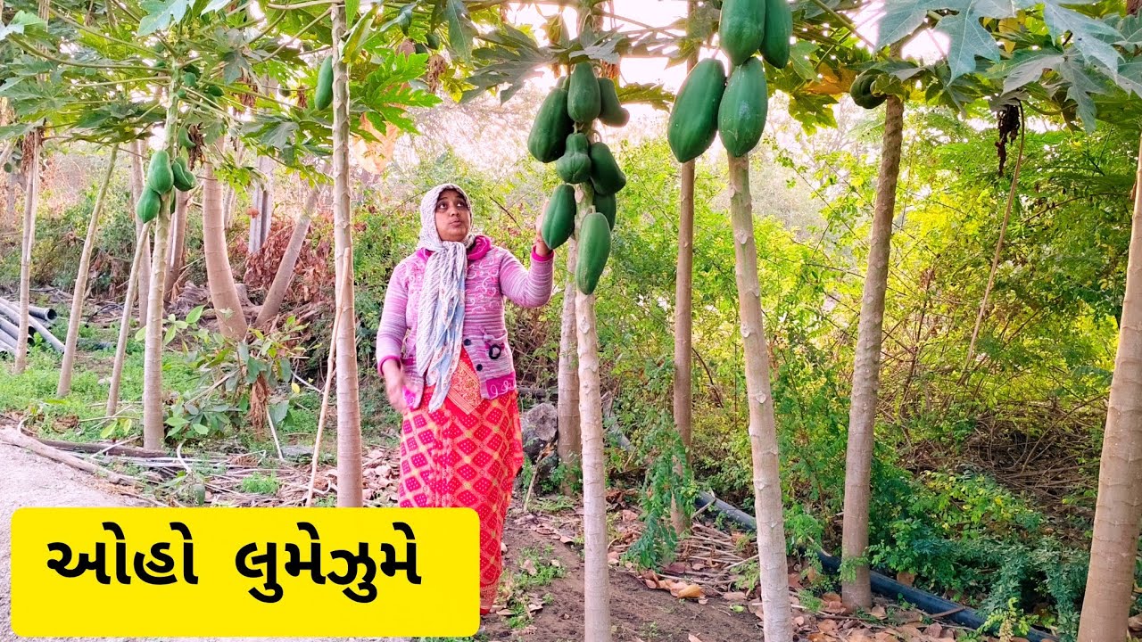 પપૈયા ની જમાવટ/ભાંગી પડે તેવા આવ્યા/ભાઈ ને વેચવું છે 😃