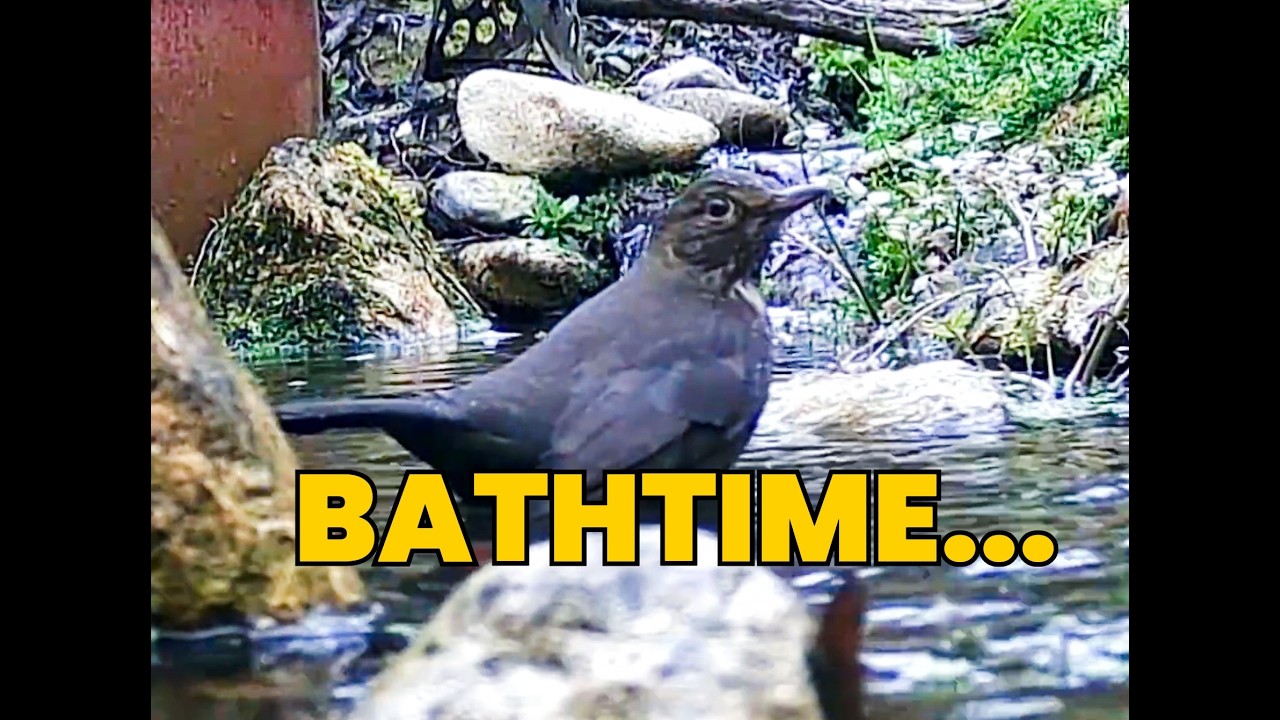 🐦🎦  FEMALE BLACKBIRD BATHING in the pond...latest from  @GardenBirdCamUK #blackbird
