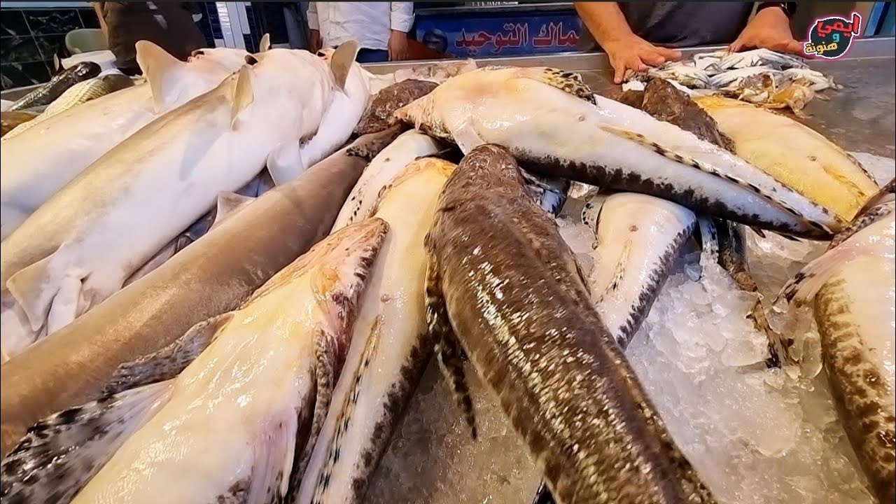 البياع اللي عنده أشرس واغرب الأسماك المخيفة بسوق السمك بالسويس