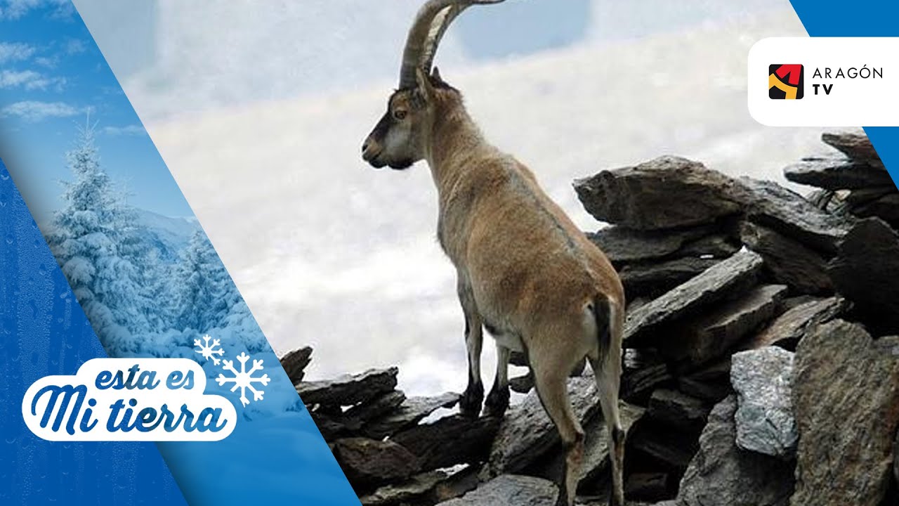 La sarna ataca a la población de cabra montesa