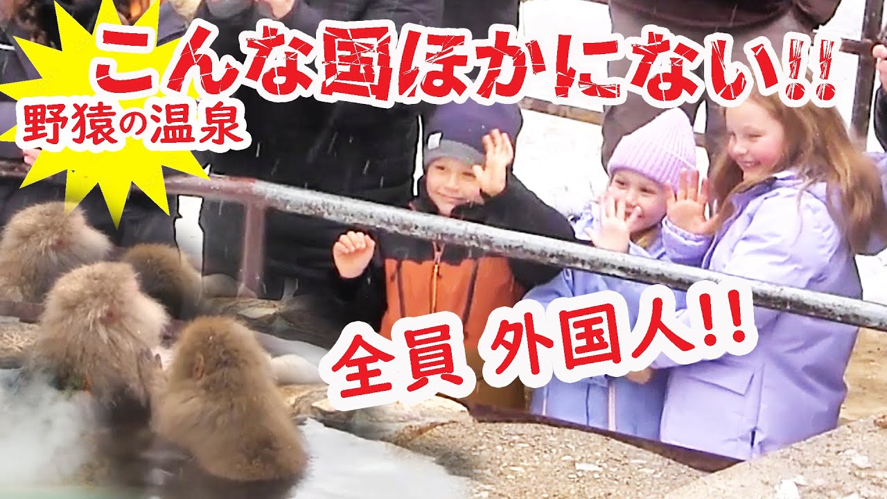 【リアルな海外の反応】外国人 大 大感激!!!世界でここだけの光景にやっとたどり着いた!!!温泉に入る猿はほんとうに可愛かった!!!素晴らしい日本の旅に感動　スノーモンキー パーク　温泉猿