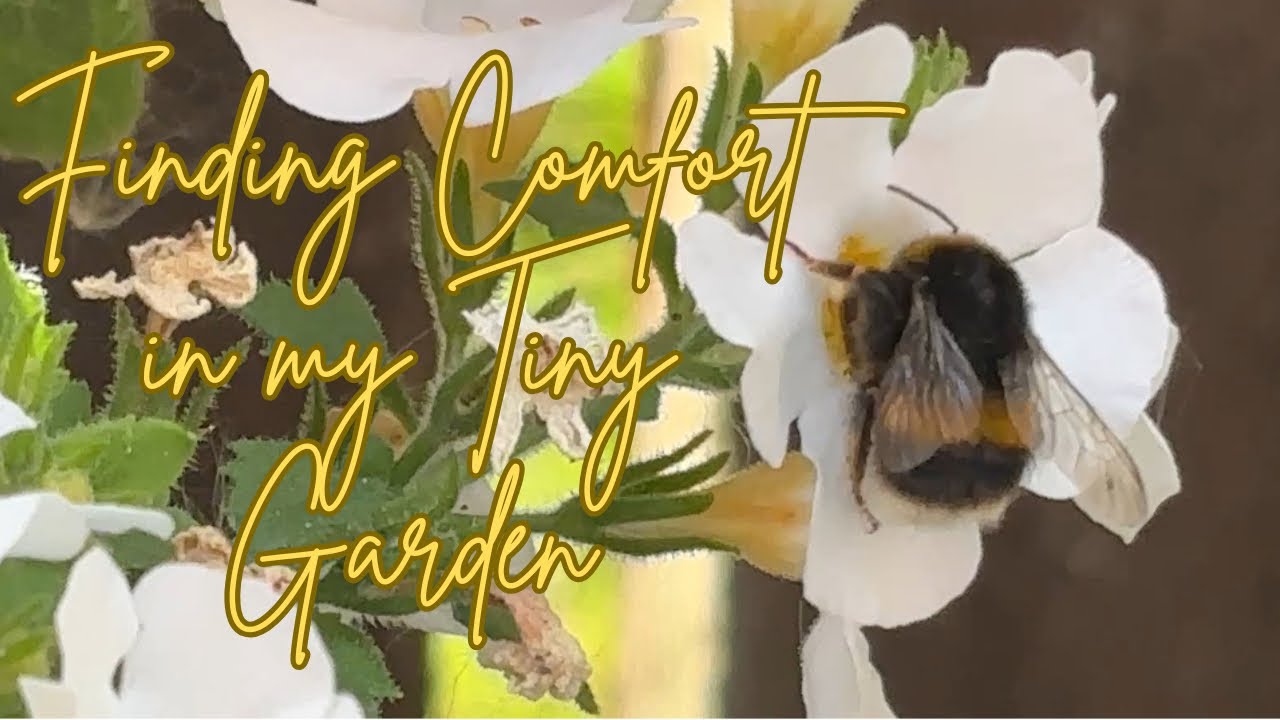 Bees, Calmness, Comfort and Recovery in my Tiny Garden